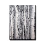 Birch Wood 36" x 48" - Streamline Art